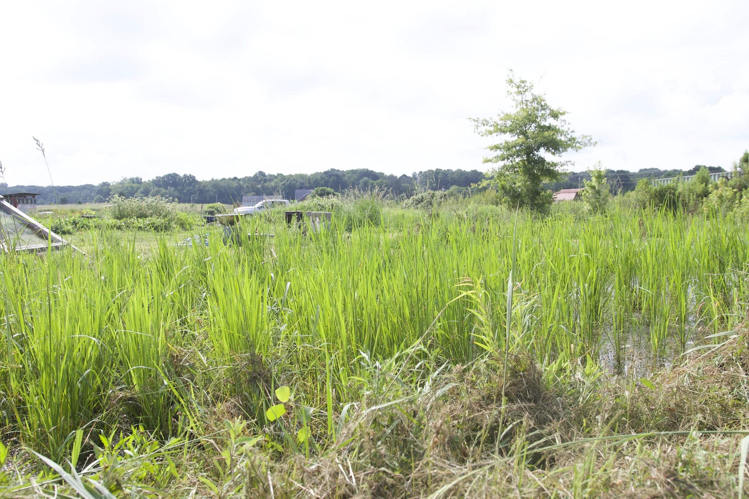 Photo of lush, green farmland with a farning truck in the background. Photo taken at Nebedaye Farms located in Indian trail, North Carolina.