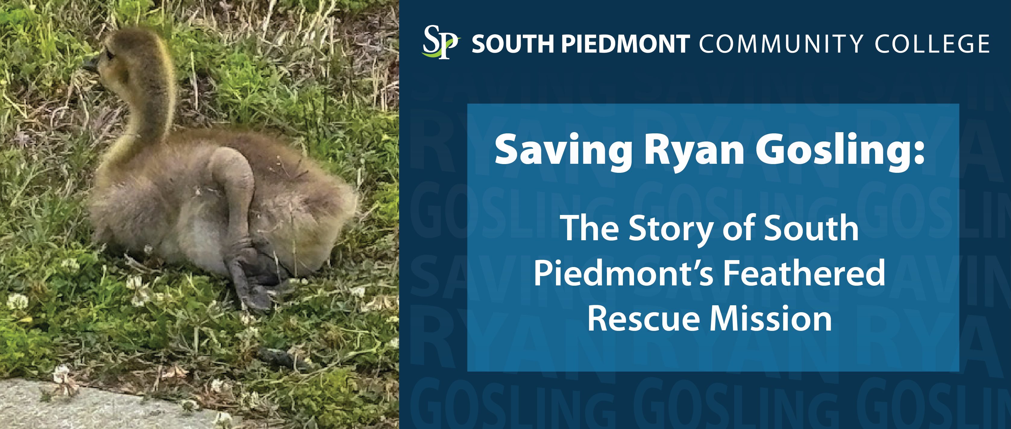 A graphic that reads: Saving Ryan Gosling: the story of South Piedmont's Feathered Rescue Mission. The graphic features a photo of an injured gosling.